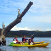 Mission Rua Double Kayak Birds copy